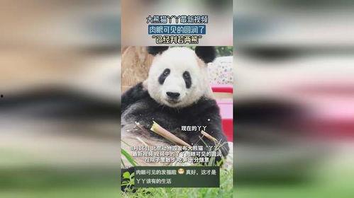 熊猫yy最新爆料视频,最新爆料视频内容大起底  第2张