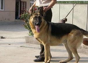 狼狗最新爆料视频播放,独家内幕大公开! 第2张 狼狗最新爆料视频播放,独家内幕大公开! 第2张